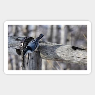 White Breasted Nuthatch. Sticker